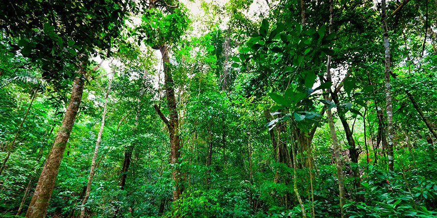 Manuel Antonio Rainforest Costa Rica