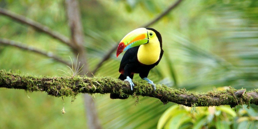 Toucan Costa Rica