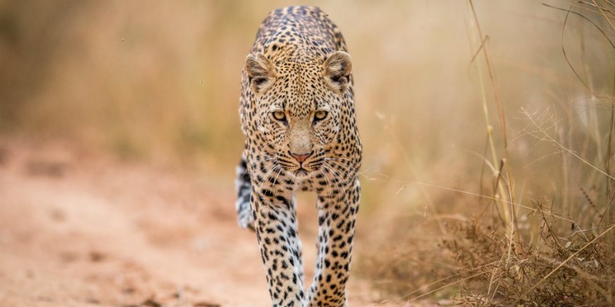 leopard