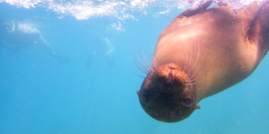 Galapagos Sea Lion