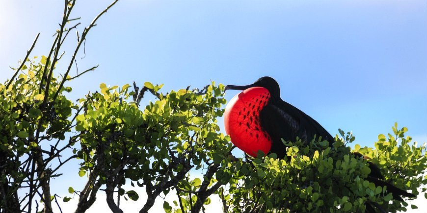 Frigatebirds Galapagos