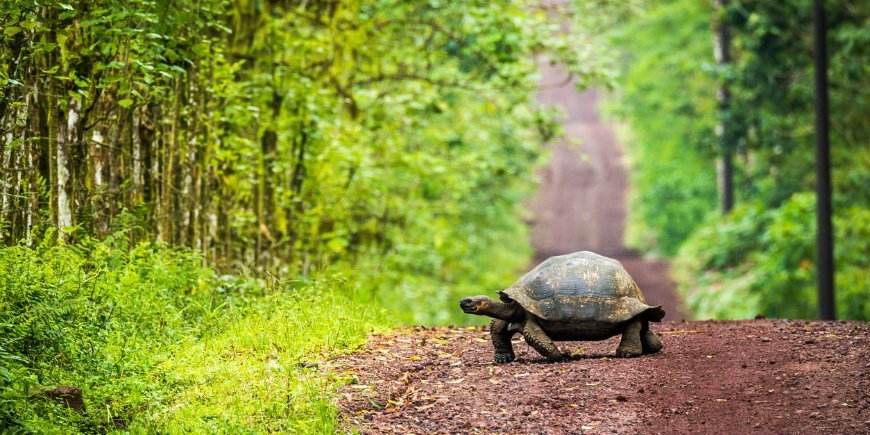 Galapagos tortoise