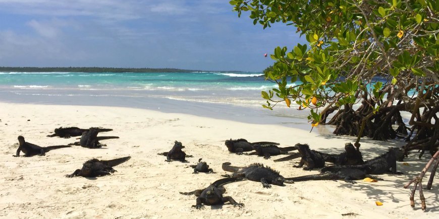 Galapagos Wildlife