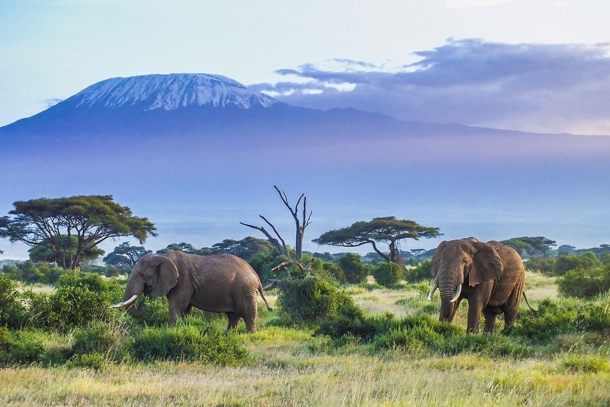 Elephants with Kilimanjaro in the background, Amboseli National Park