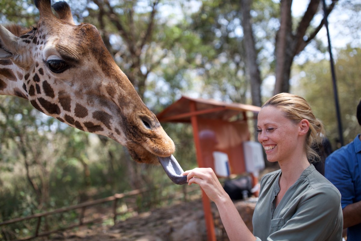 Get right up close to the giraffes at the Giraffe Centre