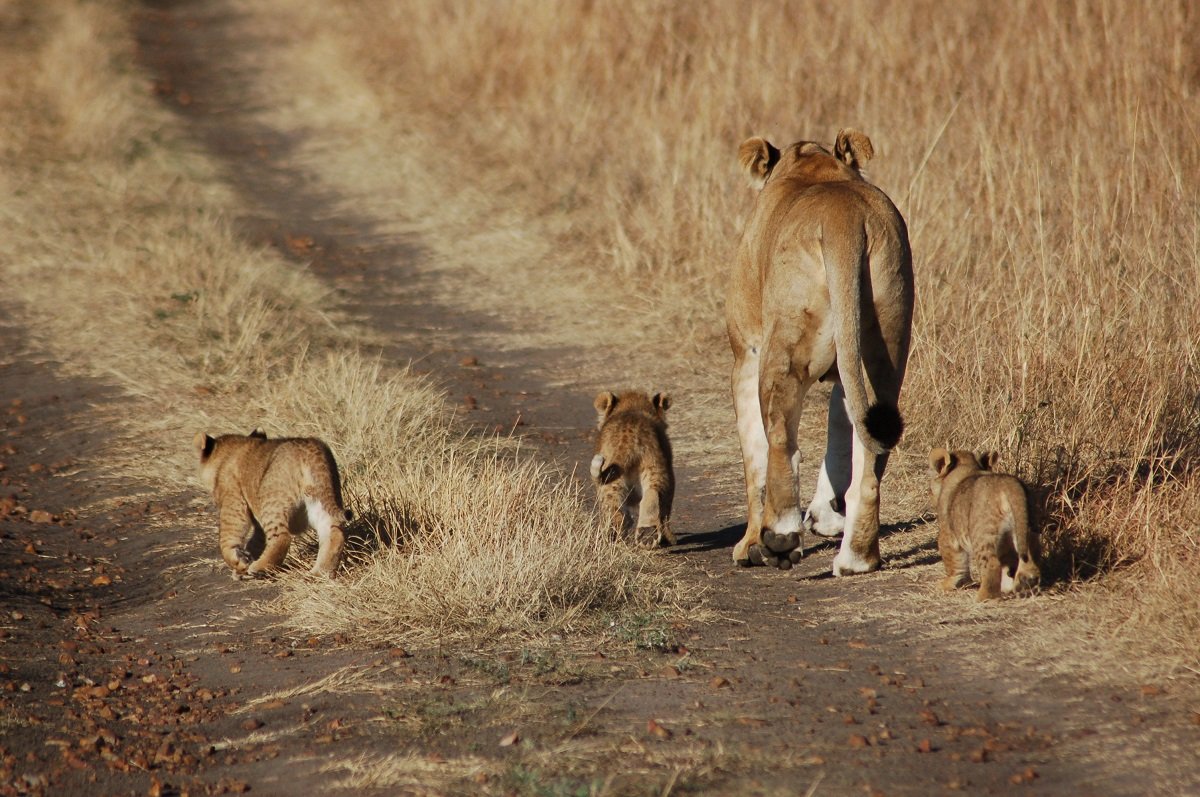 A lioness with her cubs in Masai Mara
