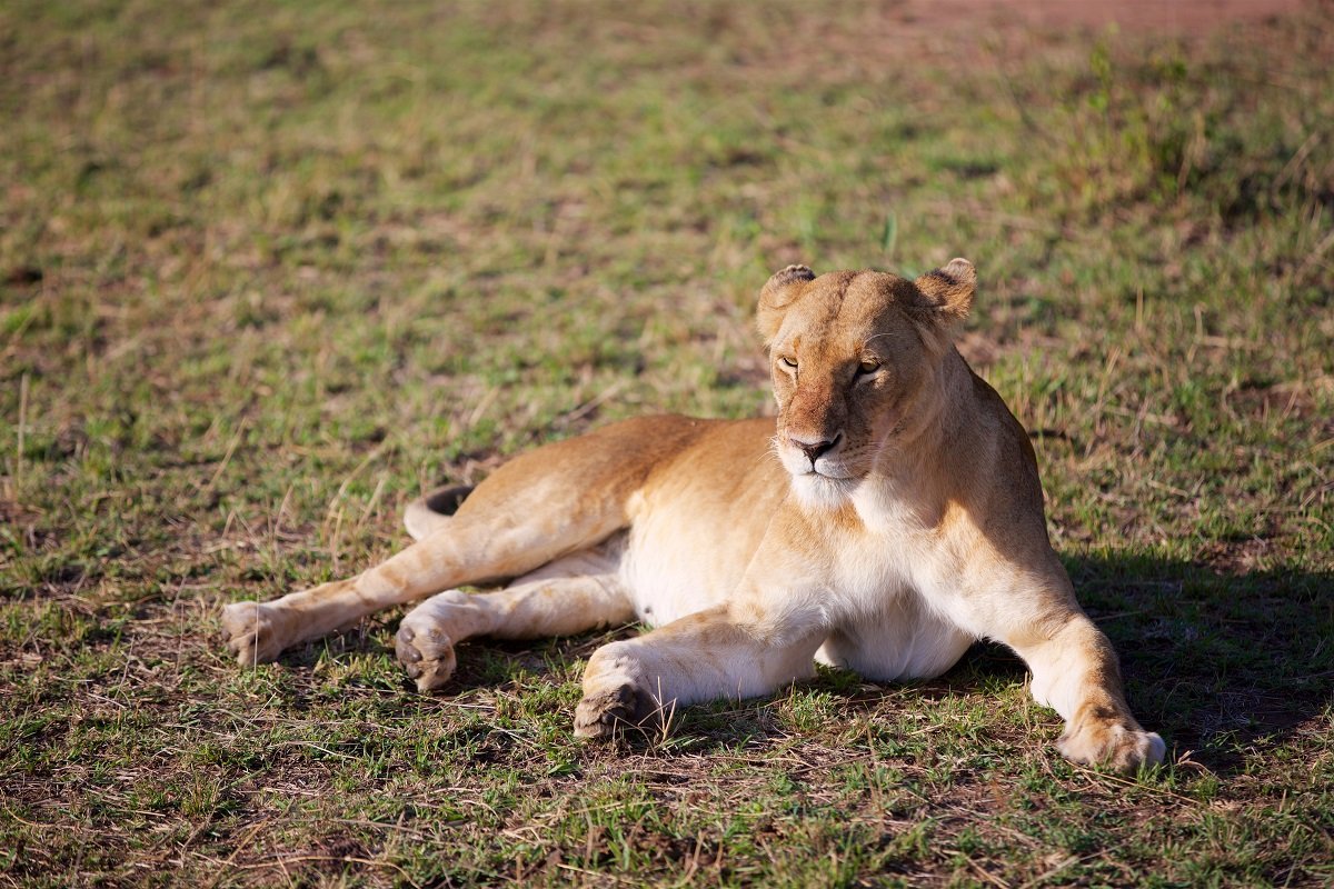 Lion in Masai Mara National Park