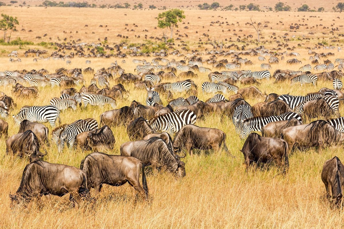 Gnu and zebra walk in Masai Mara National Park