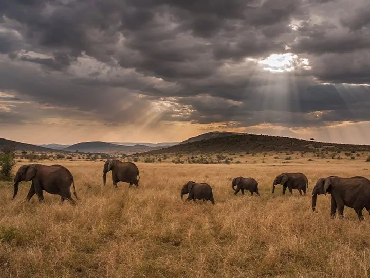 Masai Mara Safaris