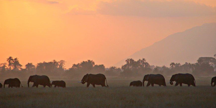 Elephant family