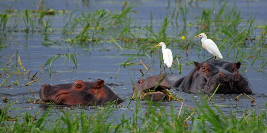 hippos in chobe