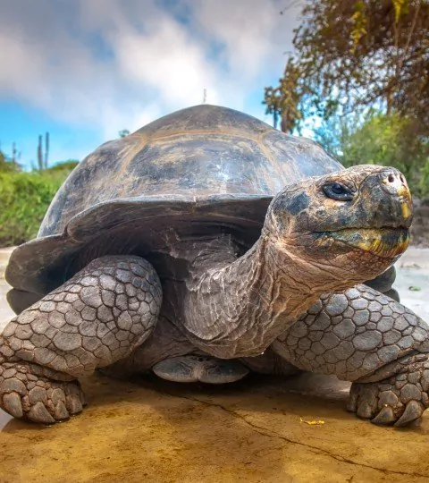 A touch of Ecuador with island hopping in Galapagos