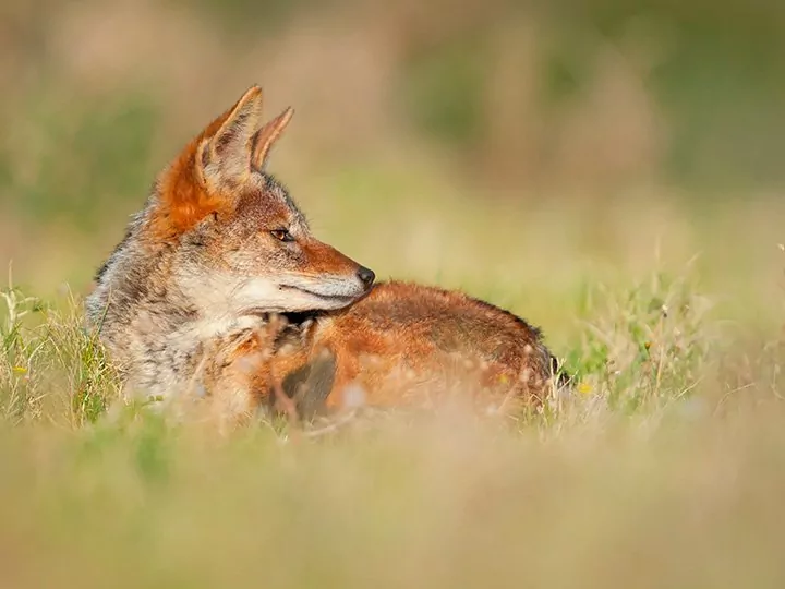 Malaria-free safari in South Africa & Cape Town