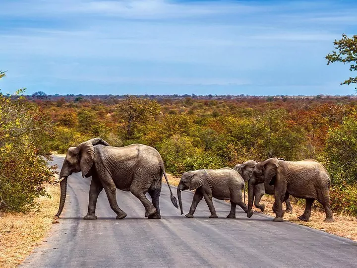 Kruger safari, Cape Town & the Garden Route