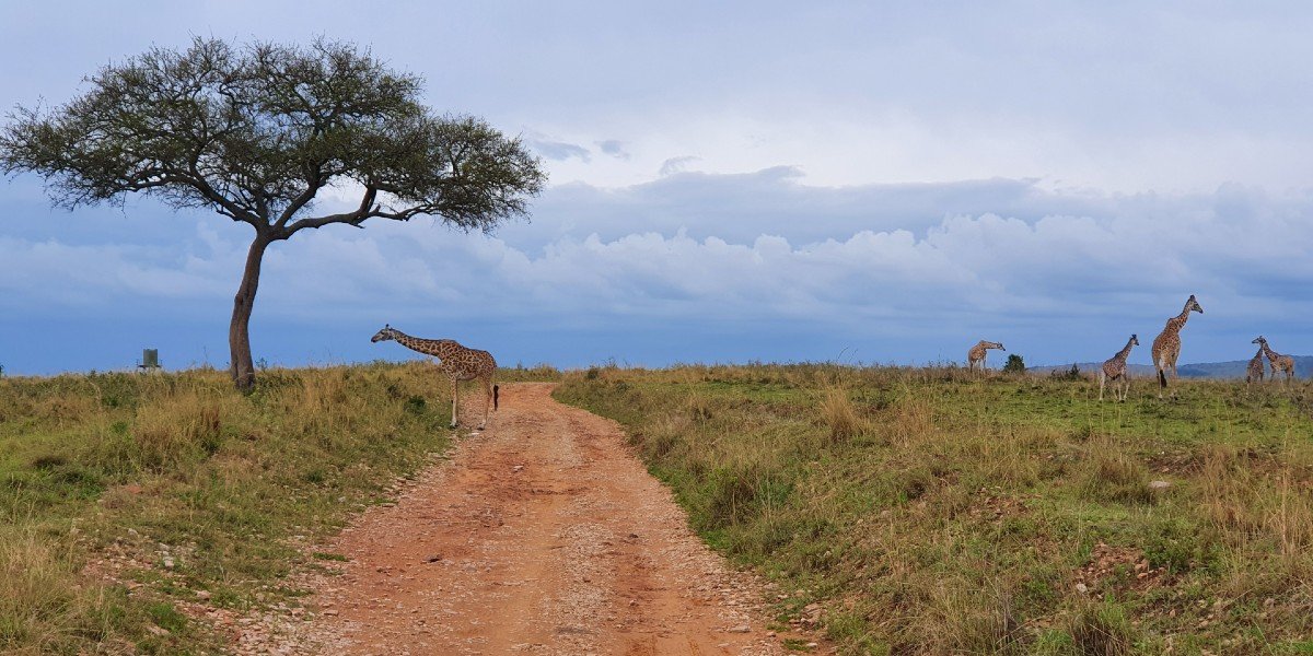 Giraffes in Masai Mara