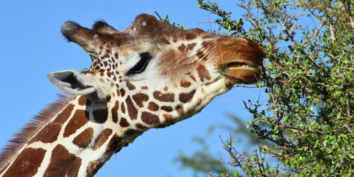 giraffe - samburu