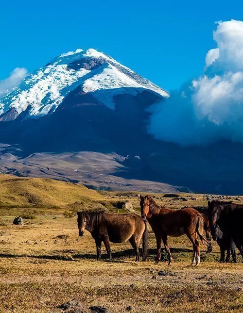 Highlights of Ecuador with island hopping in Galapagos