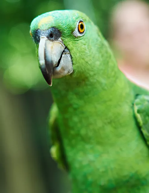 Tour of Peru, including the Amazon