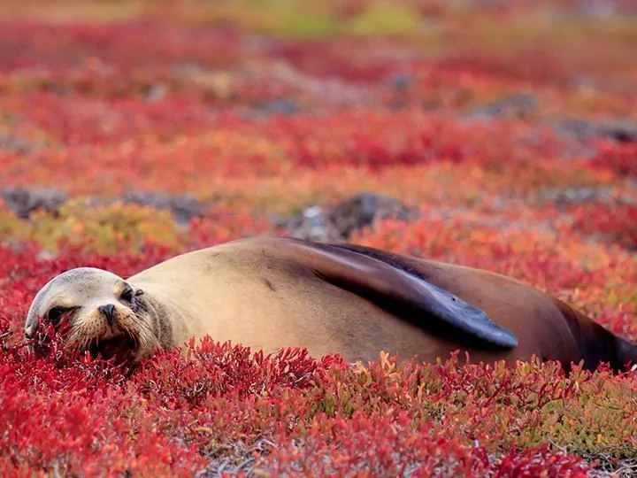 Ecuador with the Amazon & island hopping in Galapagos