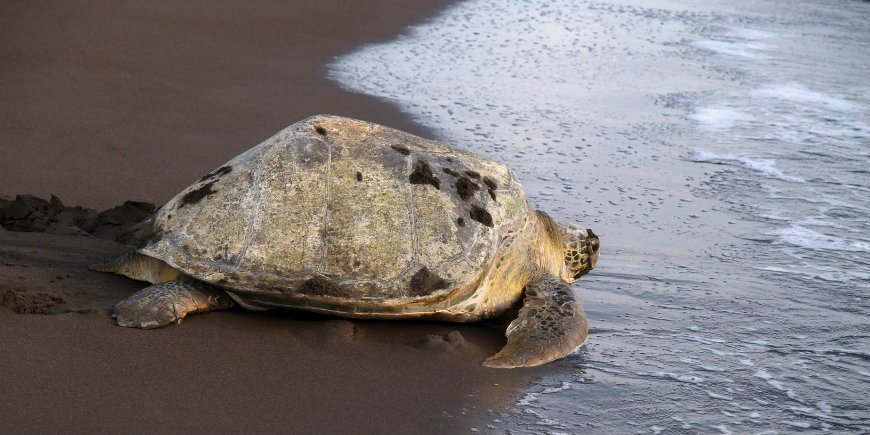 Tortuguero National Park