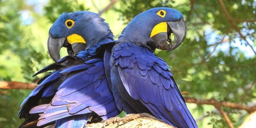 3 Hyacinth macaw Pantanal R