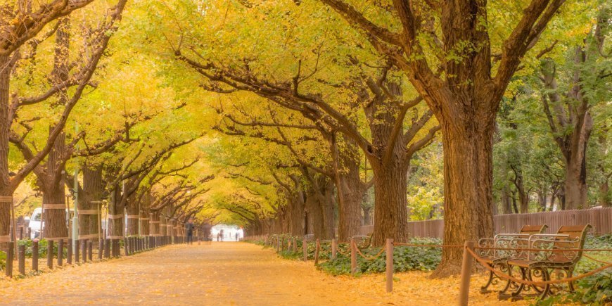 Gingko tree in Tokyo