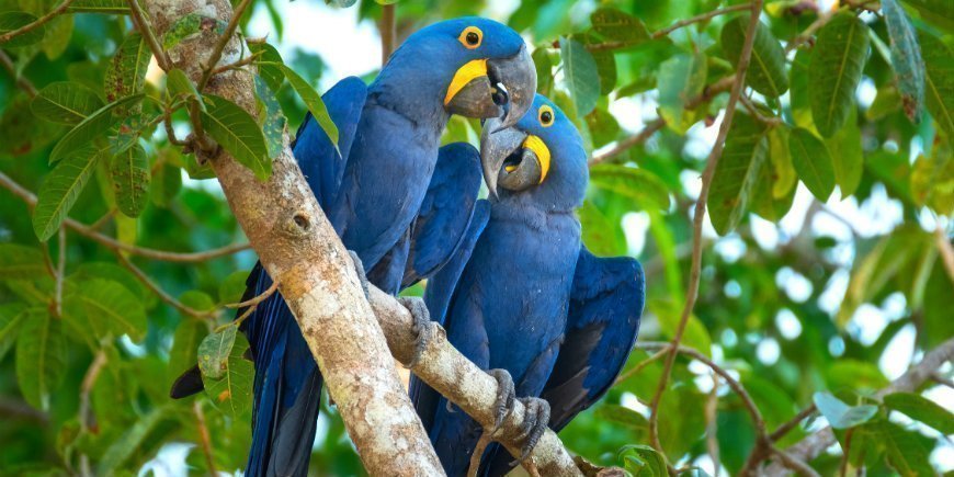 Hyacinth macaw