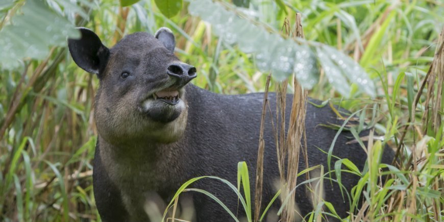 Tapir