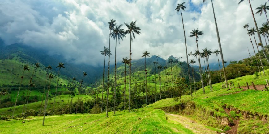 The Cocora Valley