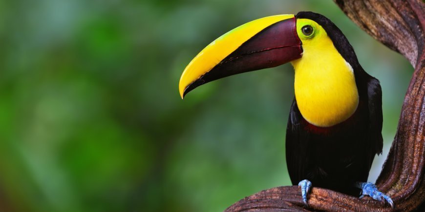 The Toucan