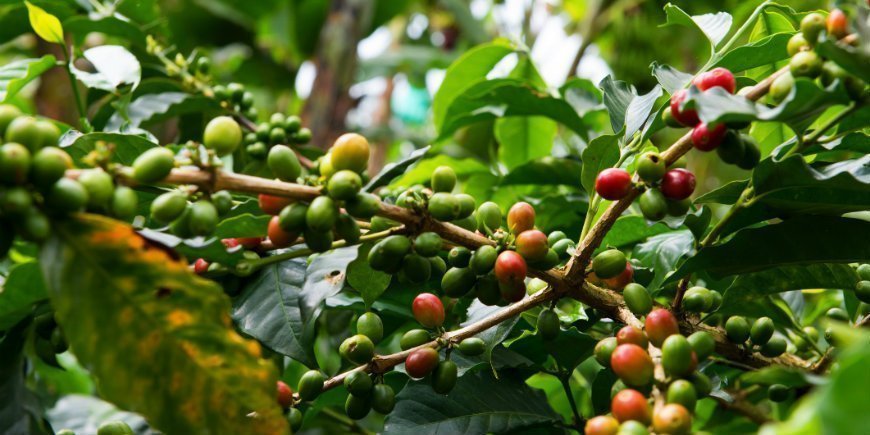 coffee beans in plantation