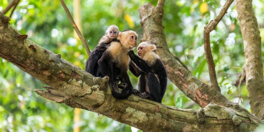 monkeys in manuel antonio