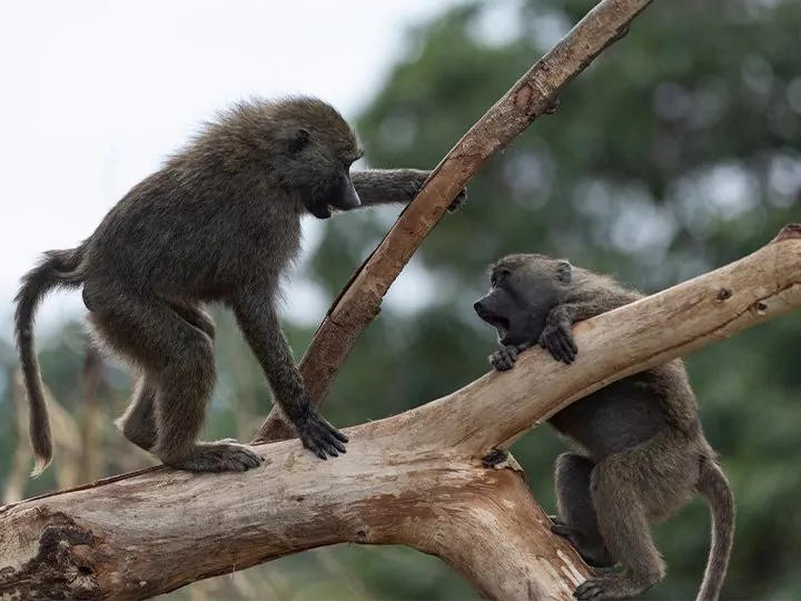 Family safari in Tanzania