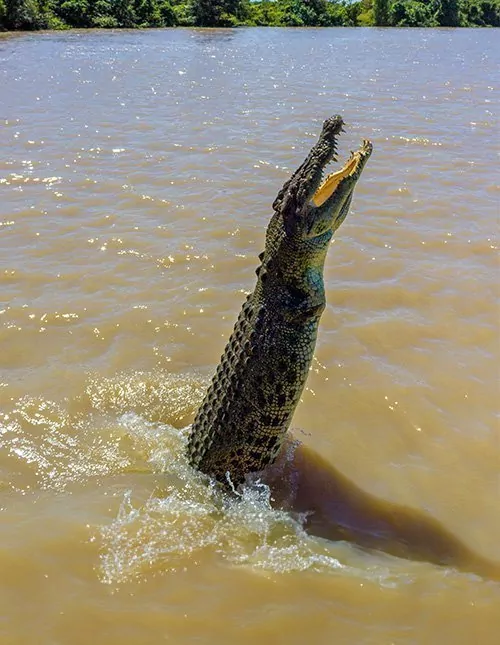 Darwin, Sydney and Cairns