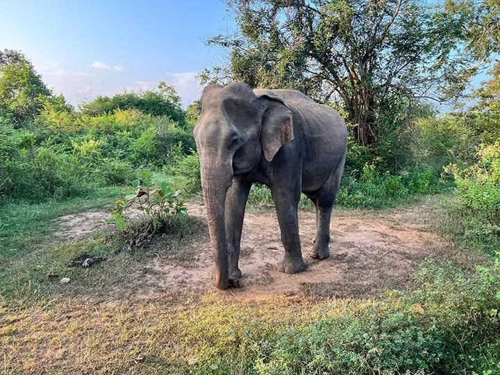 The best of Sri Lanka