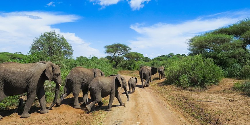 Elephants on the gravel road in Lake Manyara National Park