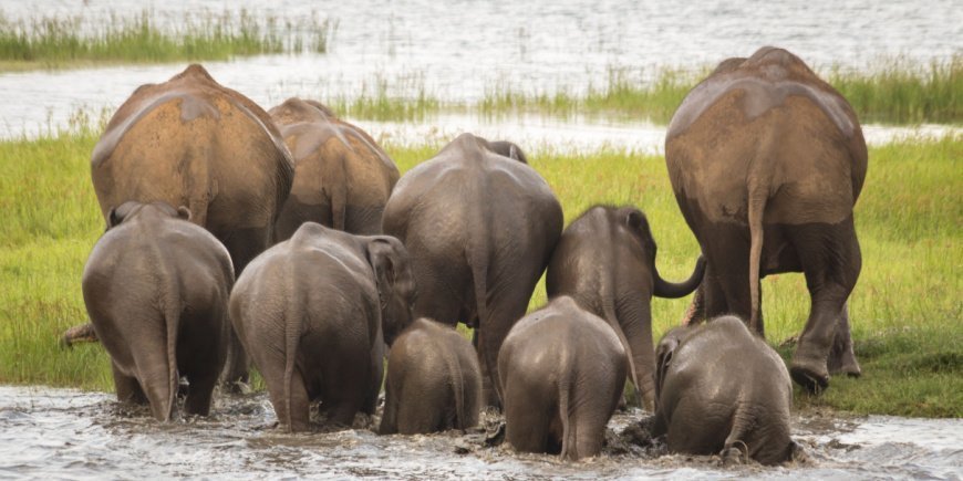 Elephants at Minneriya Tank in Minneriya National Park 