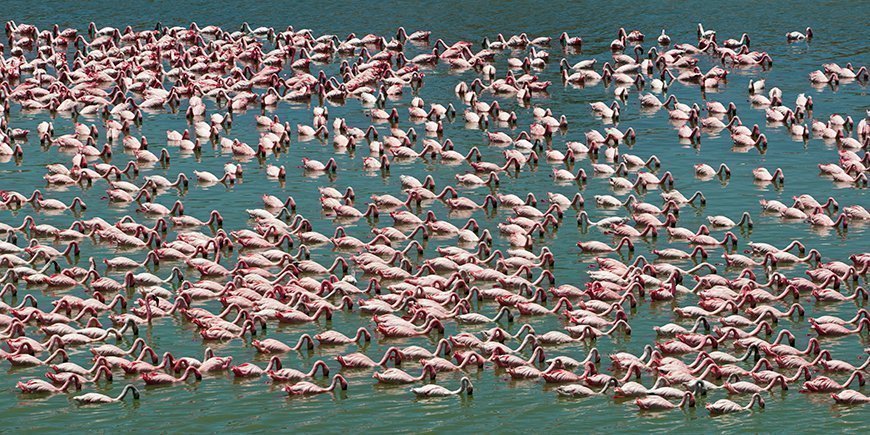 Flamingos at Lake Manyara