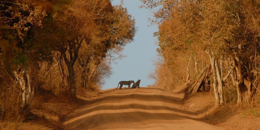 Leopards in Yala National Park