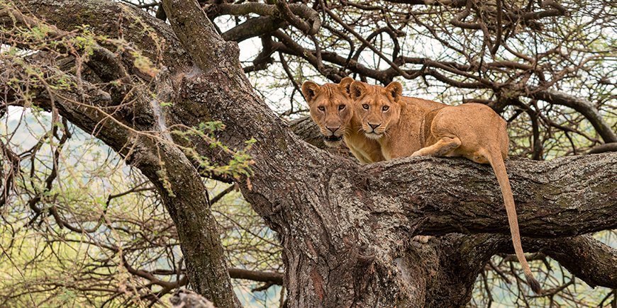 Tree climbing lions at Lake Manyara