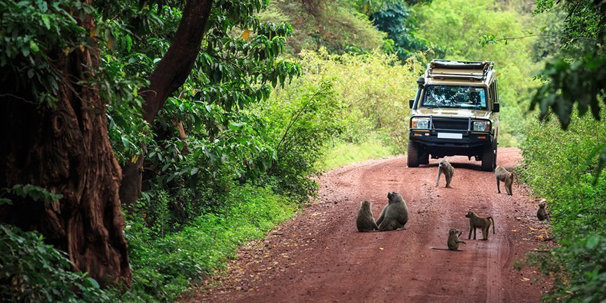 Baboons on the road in Lake Manyara National Park