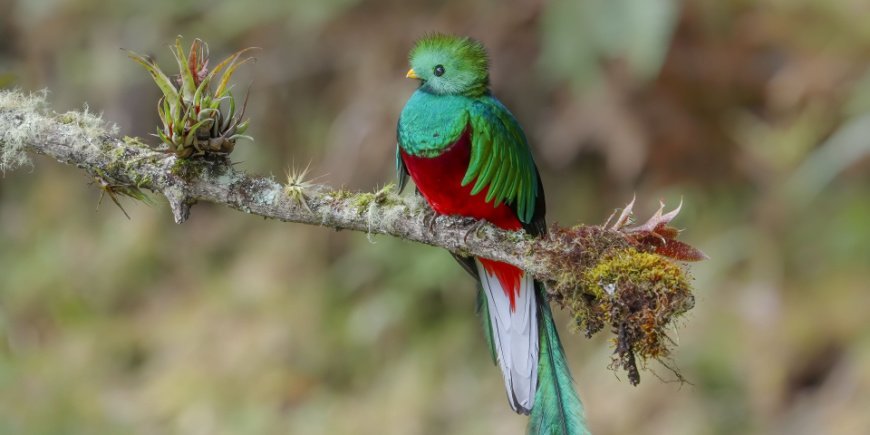 The Quetzal bird in Monteverde, Costa Rica