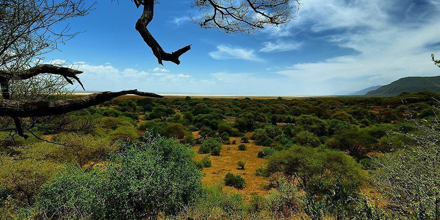 The forest in Lake Manyara National Park