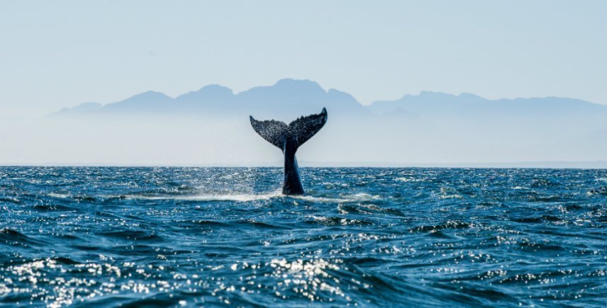 Whales in False Bay in South Africa
