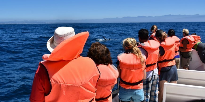 Whale watching from a boat in South Africa