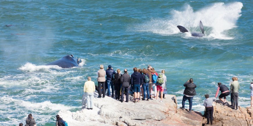 Whale watching in Hermanus in South Africa