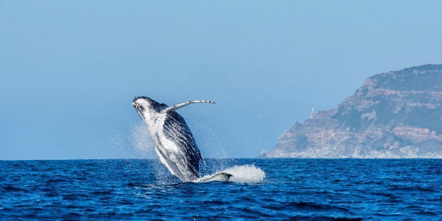 Whale watching in South Africa