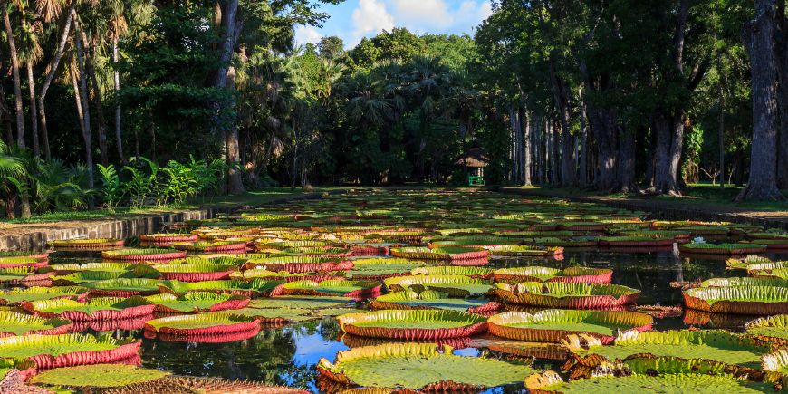 Giant water lily pads in Sir Seewoosagur Ramgoolam botanical garden