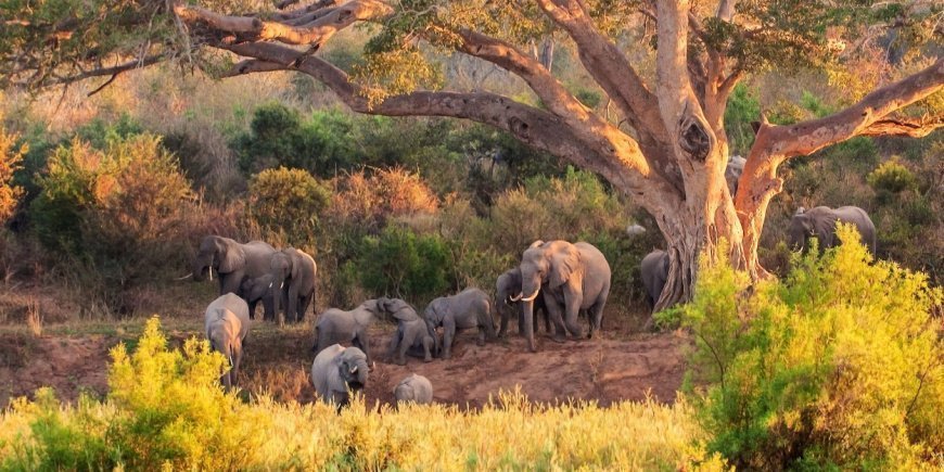 Herd of elephants in Kruger National Park