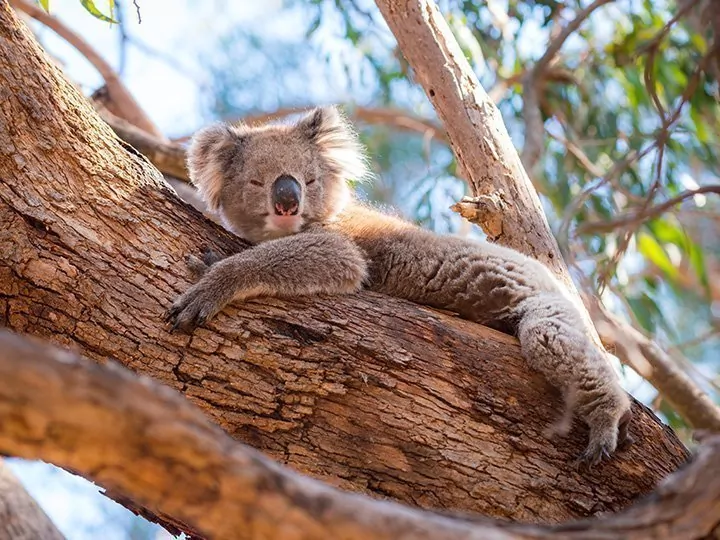 The Grand Tour of Australia